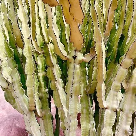 Casa Buna Colorada *