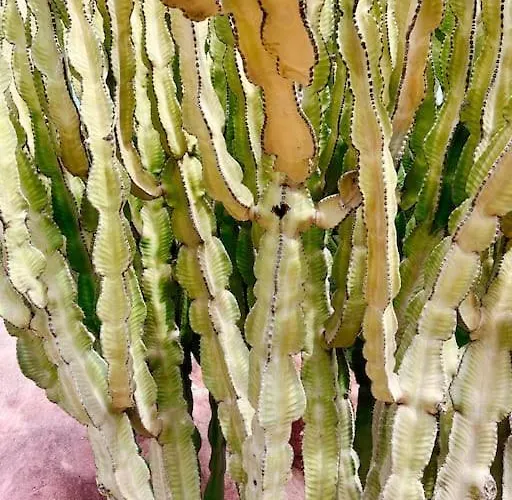 Casa Buna Colorada *